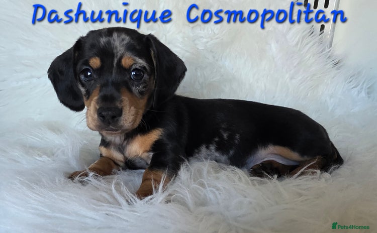 Miniature Dachshund dogs KC reg, gorgeous litter, pra clear.5* Licensed  - Advert 1