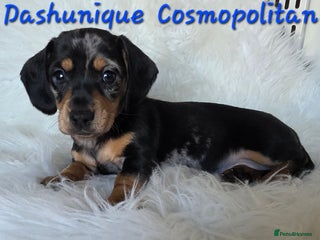 Miniature Dachshund dogs KC reg, gorgeous litter, pra clear.5* Licensed - Advert 15