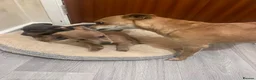 Jackshund dogs for sale: 3 beautiful dachshund x jack Russell puppies  - Advert 3