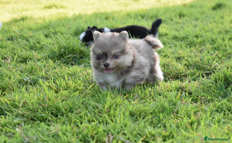 Pomsky dogs - Advert 1