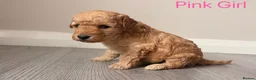 Cockapoo dogs for sale: Gorgeous Curly F1bb Cockapoos - Advert 24