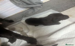 Mixed Breed dogs for sale: Gorgeous puppies looking for forever homes - Image 3