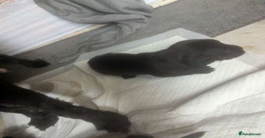 Mixed Breed dogs - Advert 8