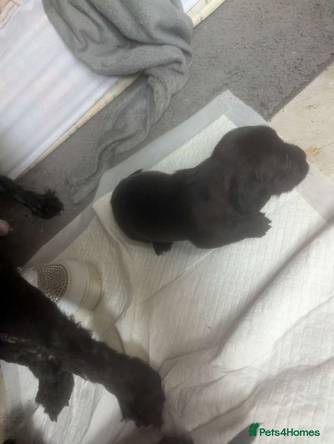 Mixed Breed dogs for sale: Gorgeous puppies looking for forever homes - Image 3