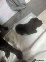 Mixed Breed dogs - Advert 15