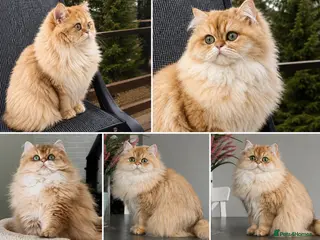 British Longhair cats Rare by12 Chocolate Golden Shaded BLH - Advert 12