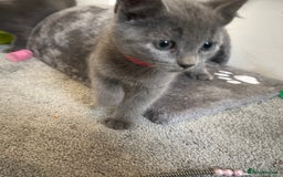 Russian Blue cats for sale: Russian Blue Kittens  - Image 26