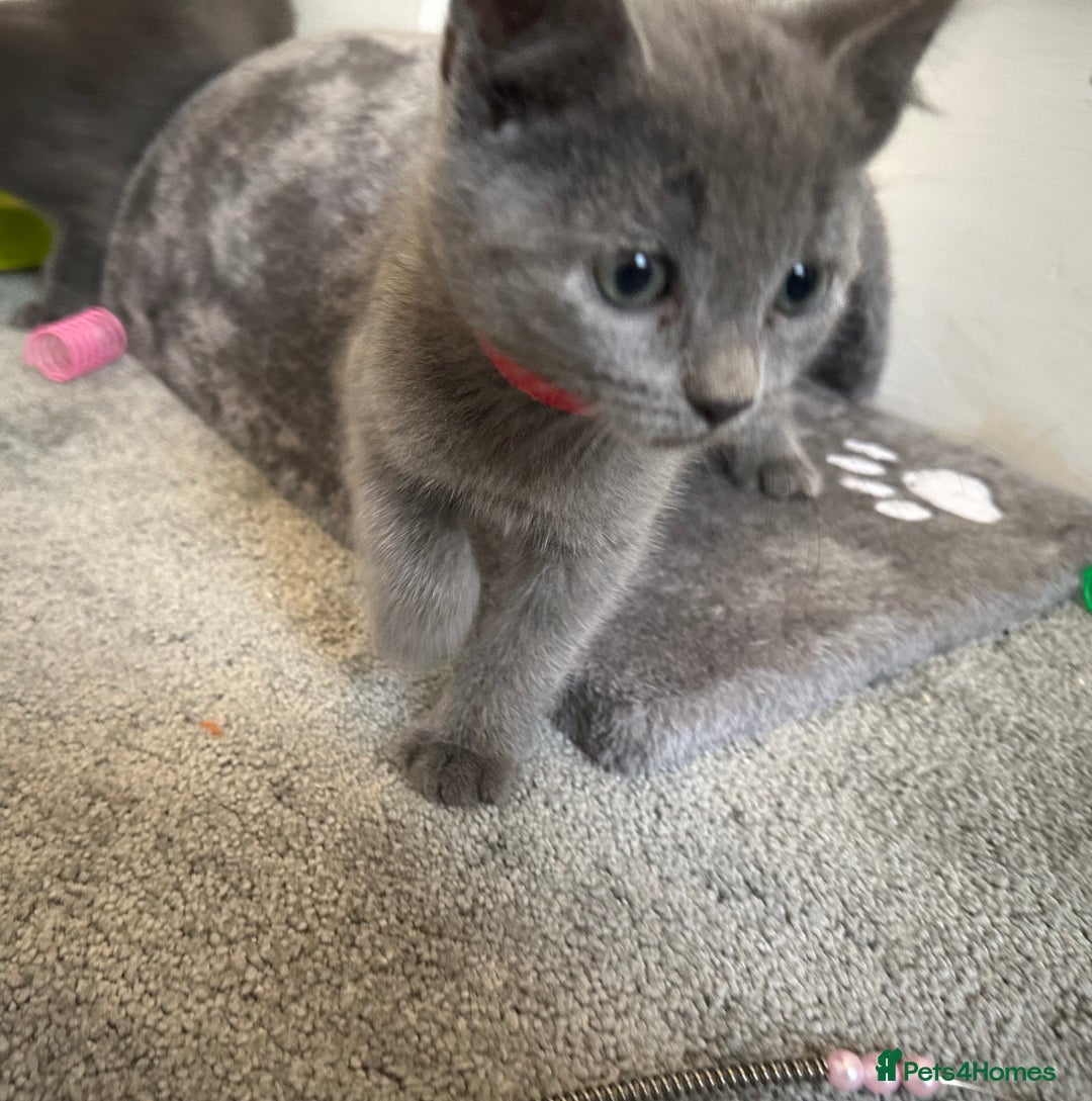 Russian Blue cats for sale: Russian Blue Kittens  - Image 26