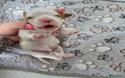 Cavalier King Charles Spaniel dogs for sale: Fully health tested included MRI scan  - Image 7