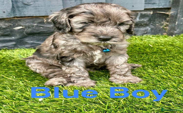 Cockapoo dogs - Advert 4