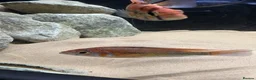 Cichlids fish for sale: Assorted peacock cichlids for sale  in Derby - Advert 4