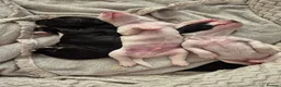 Sprocker dogs for sale: Sprocker Spaniel Puppies - Advert 6