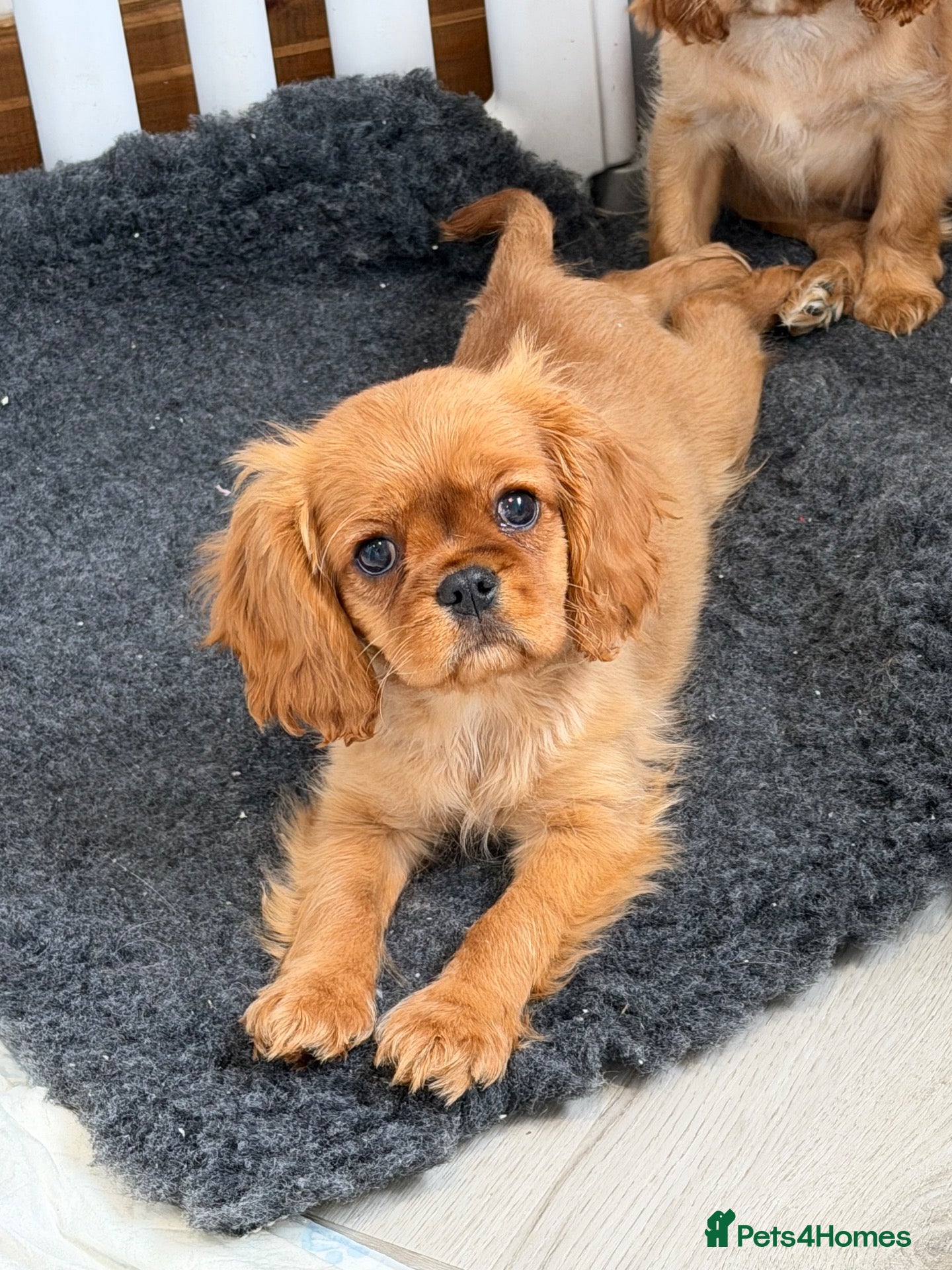 Cavalier King Charles Spaniel dogs Kennel club registered cavalier King Charles pups  - Advert 13
