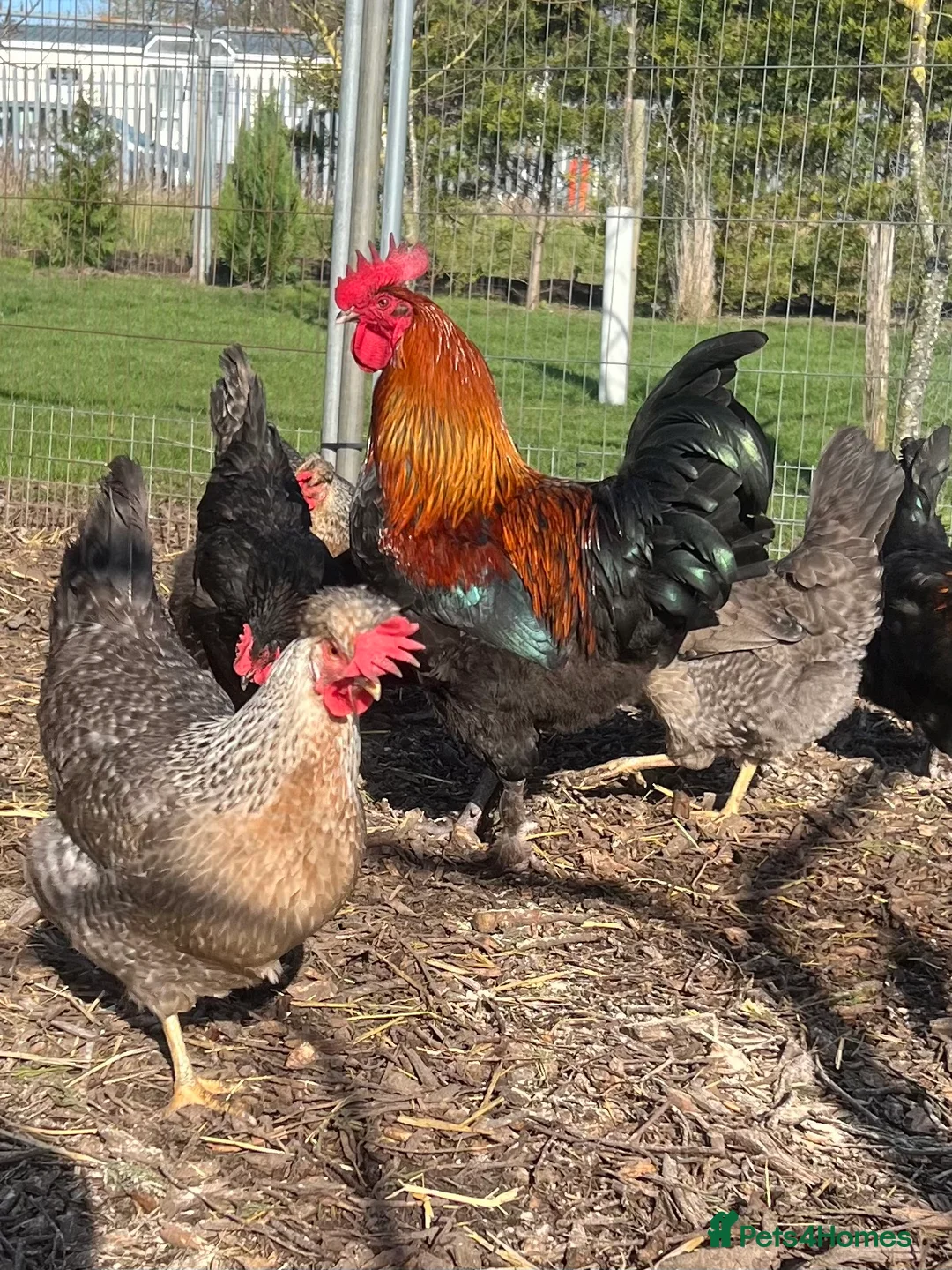 Chickens poultry for sale: Various hens chicks and hatching eggs  - Advert 1