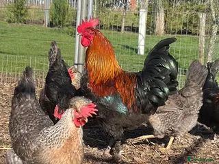 Chickens poultry Various hens chicks and hatching eggs - Advert 1