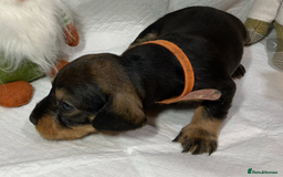 Dachshund dogs for sale: KC reg Standard Wire Haired Dachshunds - Image 8