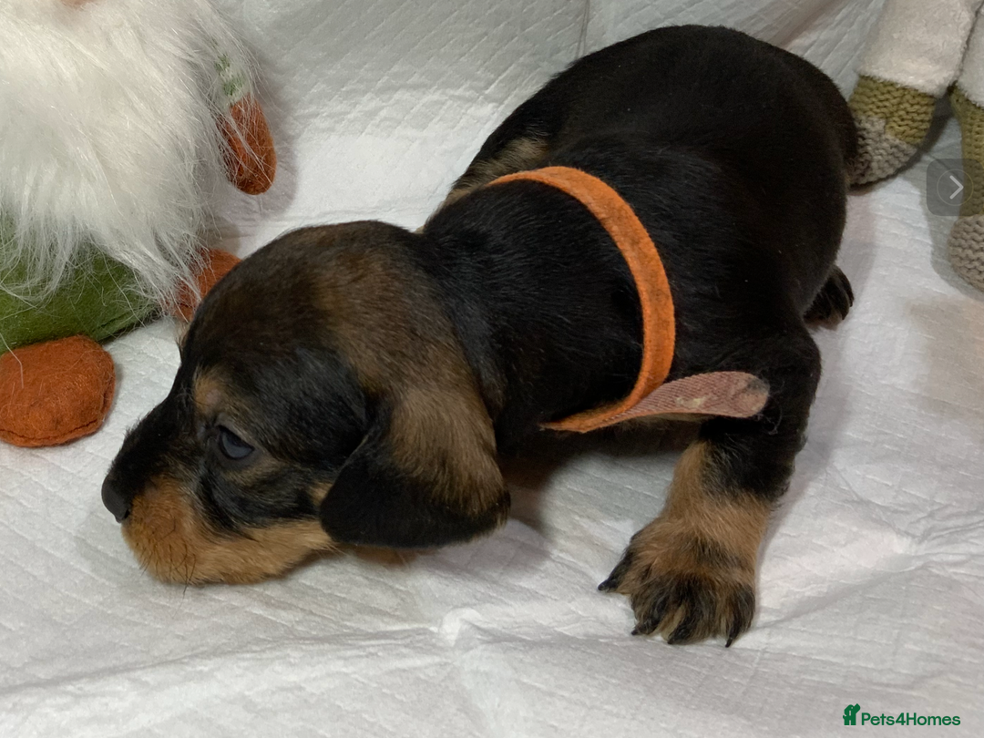 Dachshund dogs for sale: KC reg Standard Wire Haired Dachshunds - Image 8