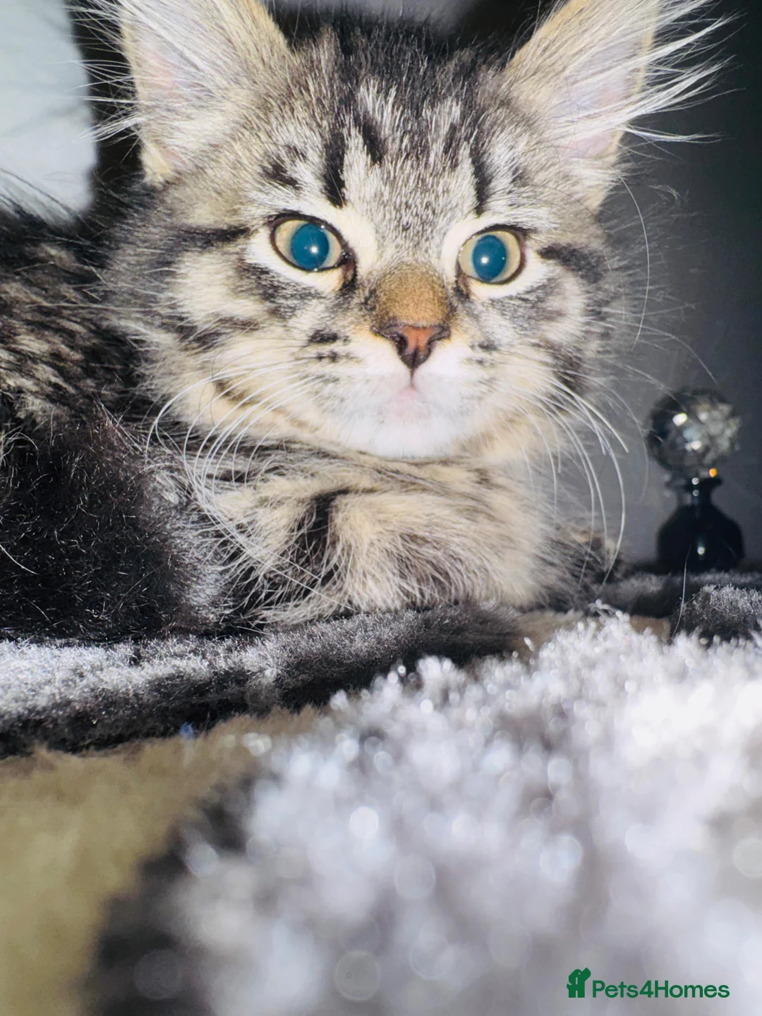 Mixed Breed cats for sale: Female Ragdoll X ready for a new home. - Advert 2