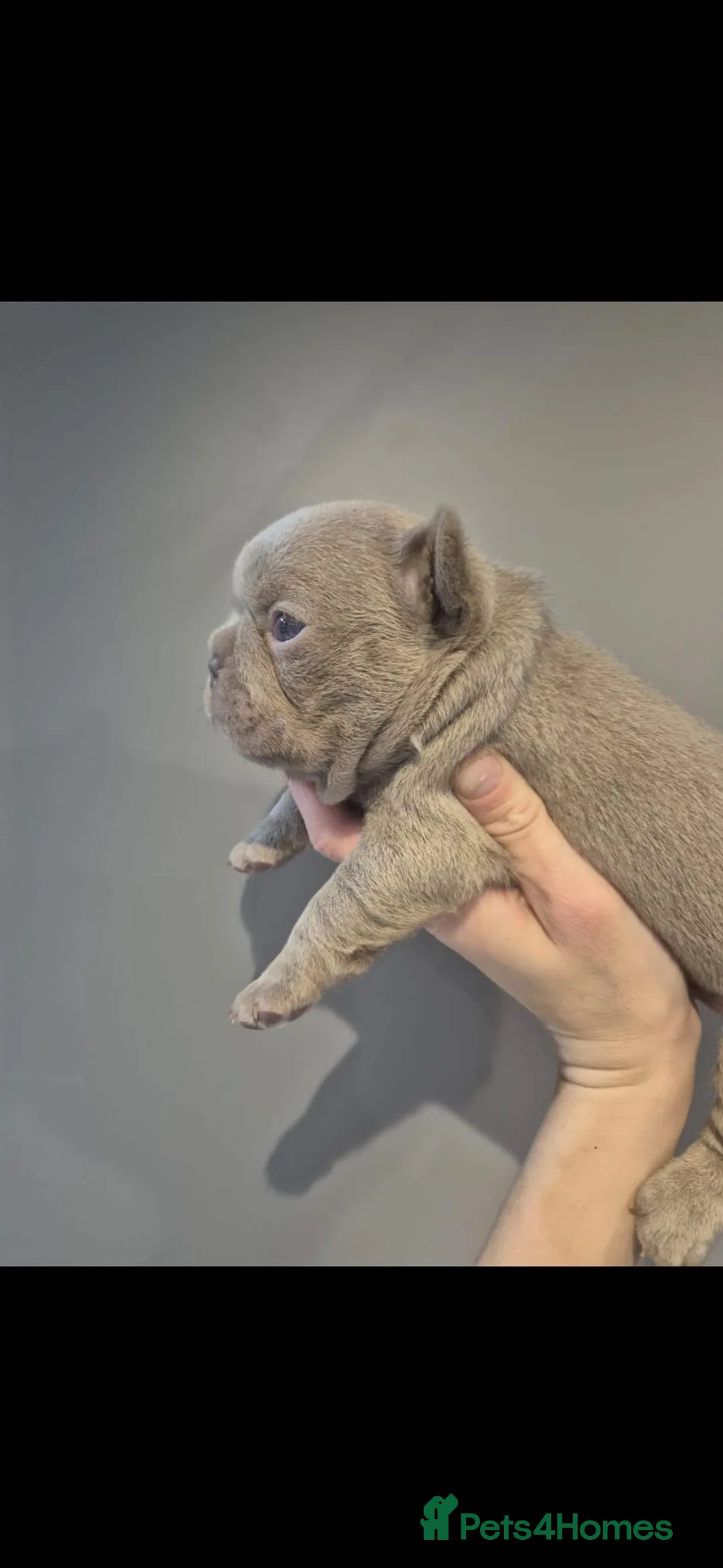 French Bulldog dogs for sale: French Bulldog Babies - Ready Now - Advert 3