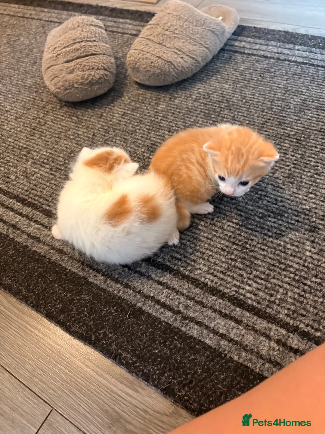 Mixed Breed cats for sale: 2 beautiful male kittens - Advert 9