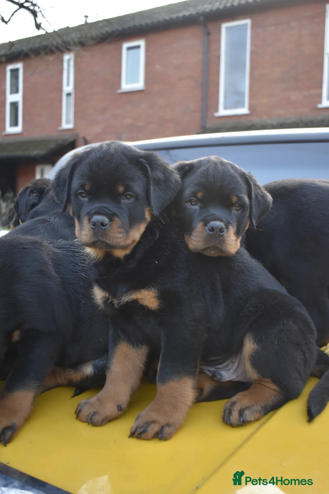 Rottweiler dogs for sale: Champion Line Rottweiler Pups for loving homes - Advert 25