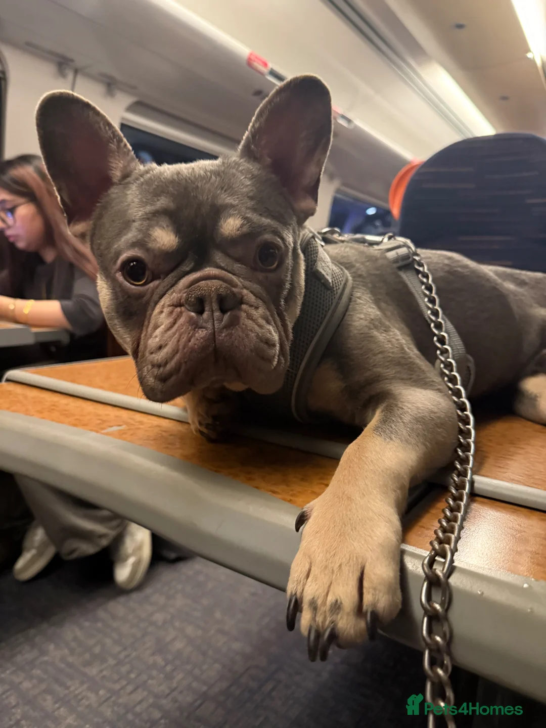 French Bulldog dogs for sale: French bulldog Diego - Advert 1
