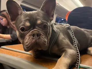 French Bulldog dogs Diago - Advert 1