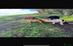 Mixed Breed dogs for sale: Sprockerdor puppies for sale  - Advert 7