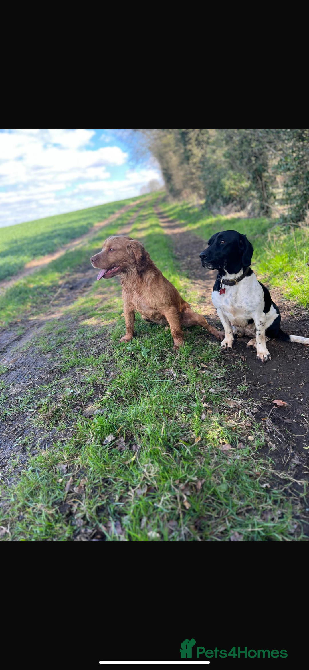 Mixed Breed dogs for sale: Sprockerdor puppies for sale  - Advert 7