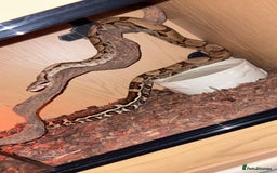 Boa Snake reptiles for sale: Suriname red tail boa - Image 4