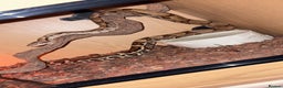 Boa Snake reptiles for sale: Suriname red tail boa - Advert 4