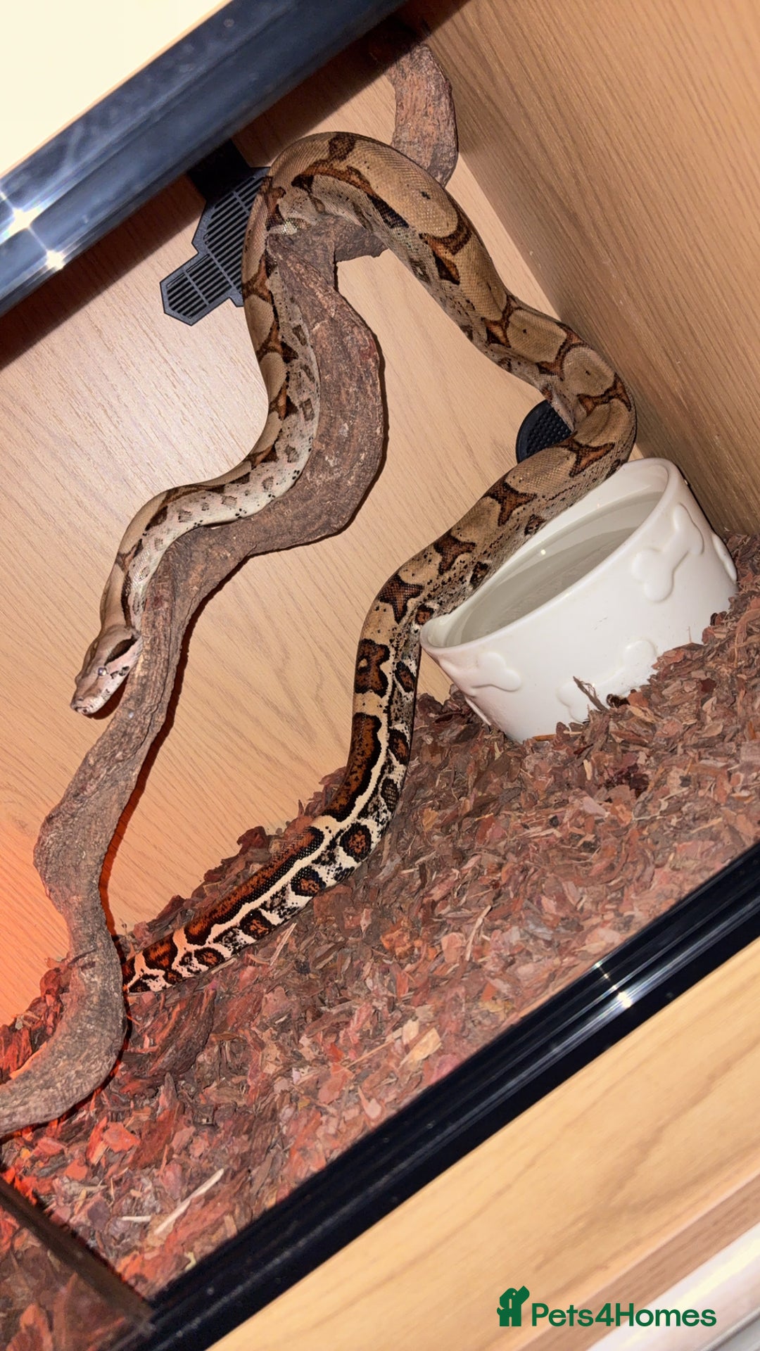 Boa Snake reptiles for sale: Suriname red tail boa - Image 4