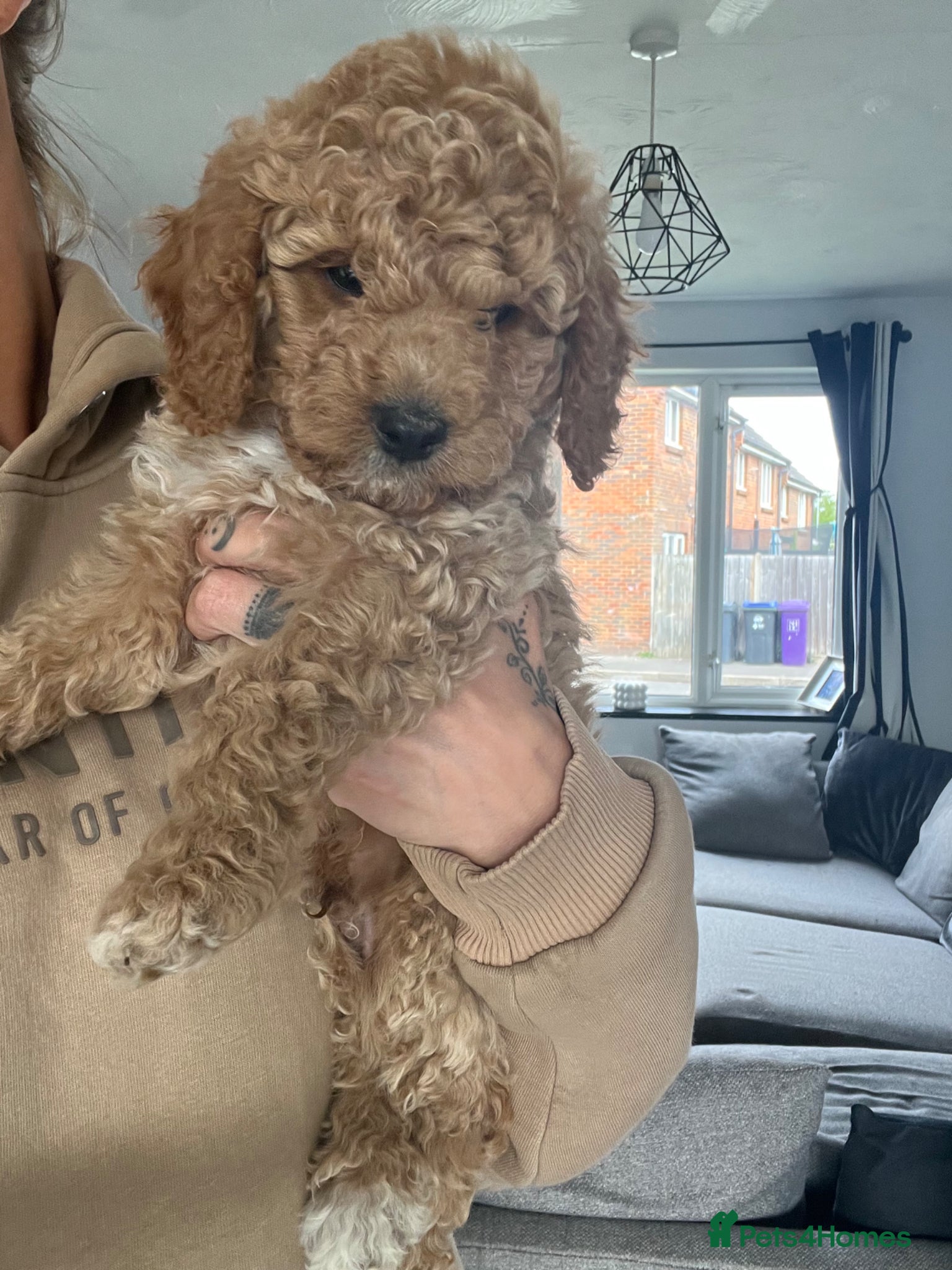 Mixed Breed dogs for sale: F1 Labradoodle/cockapoo Mix ❤️  - Advert 3