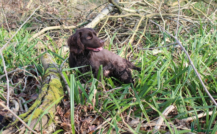 Cocker Spaniel dogs Health tested cocker at Stud in Leighton Buzzard - Advert 4