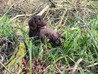 Cocker Spaniel dogs Health tested cocker at Stud in Leighton Buzzard - Advert 18