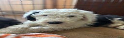 Old English Sheepdog dogs for sale: Kc Registered Old English Sheepdogs  - Advert 5