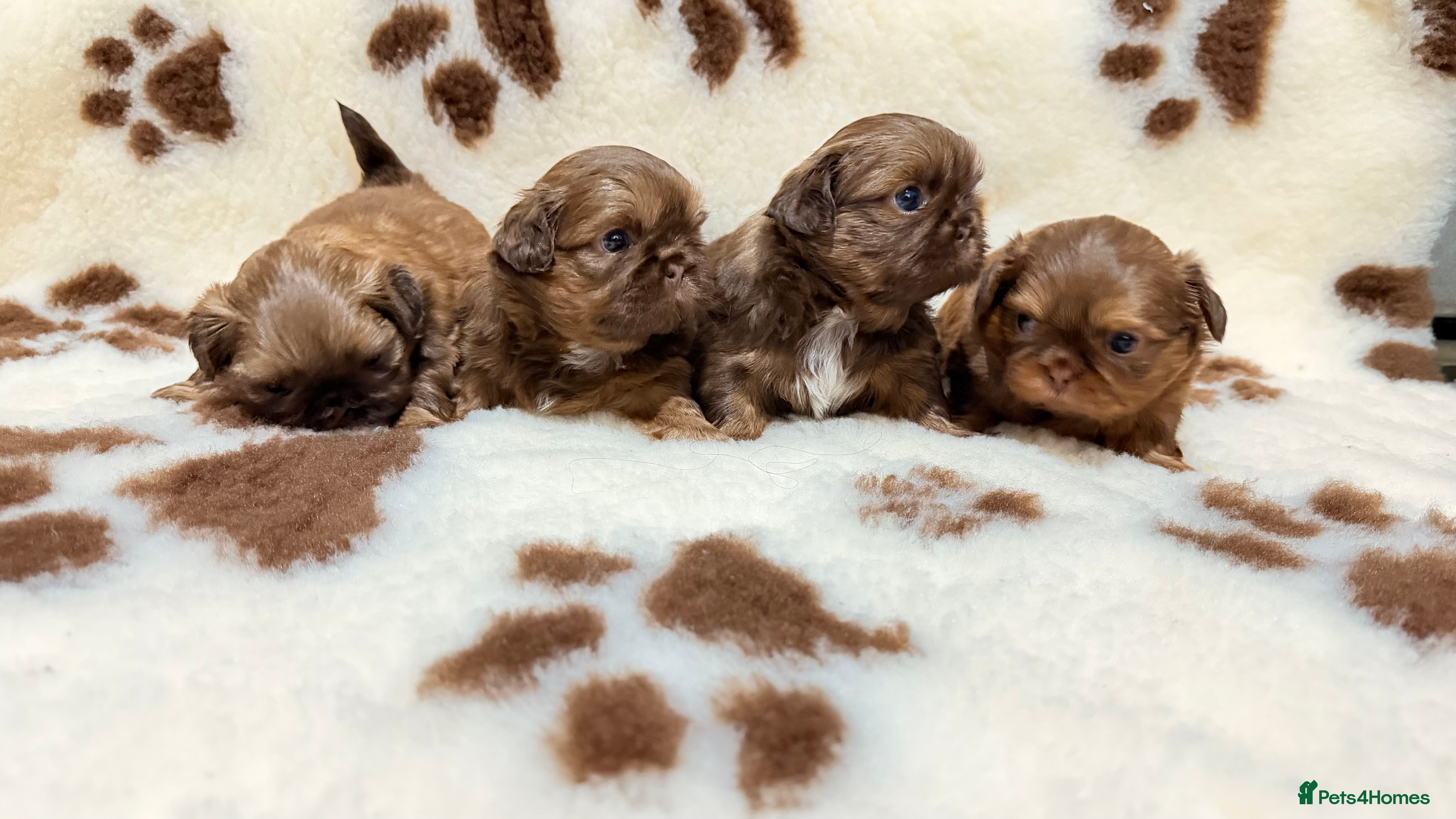 Shih Tzu dogs Chocolate imperial shihtzu puppies - Advert 16