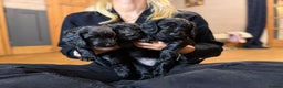 Cocker Spaniel dogs for sale: WORKING COCKER PUPS  - Advert 4