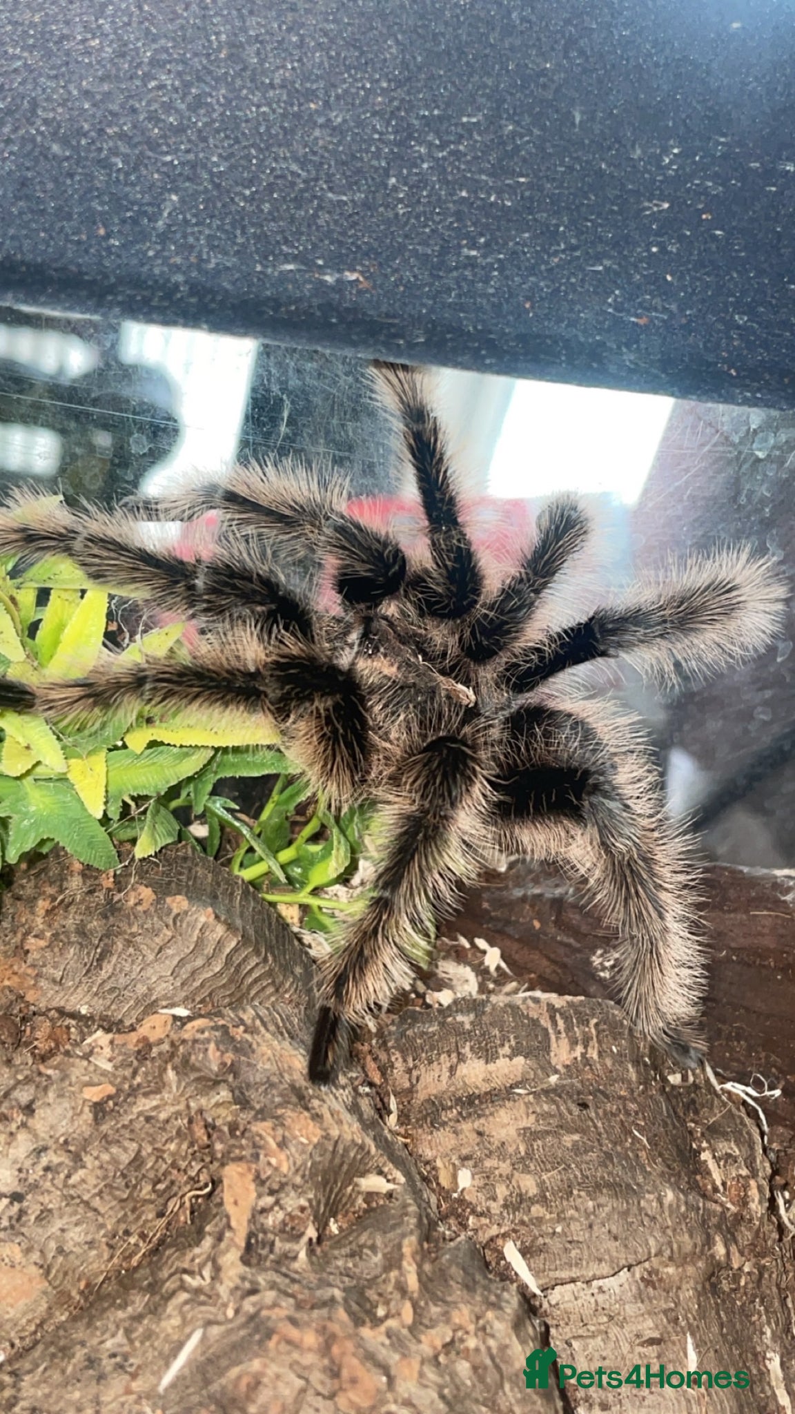 Tarantulas invertebrates 4 Tarantulas  - Advert 15