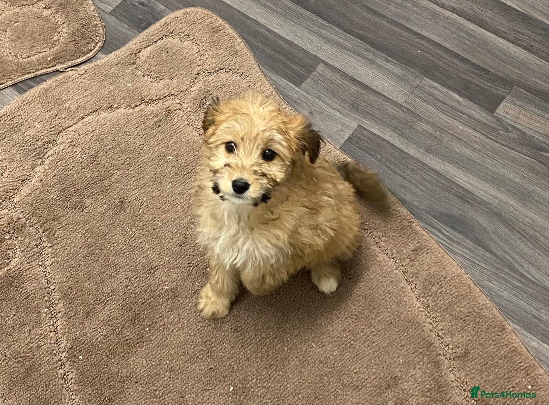 Mixed Breed dogs for sale: beautiful terrier x poodle puppies  - Advert 7