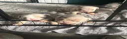 American Bully dogs for sale: Demi  in Manchester - Advert 12