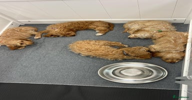 Cockapoo dogs - Advert 11