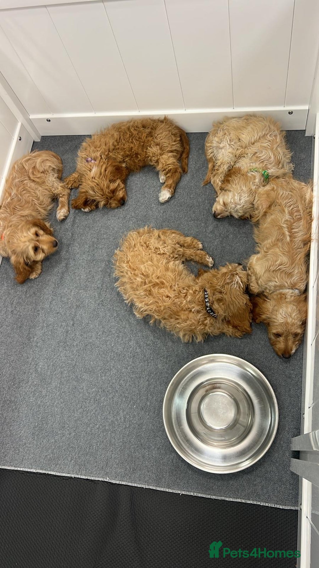 Cockapoo dogs for sale: 🐾STUNNING F1 COCKERPOOS REG BREEDER🐾 - Image 3