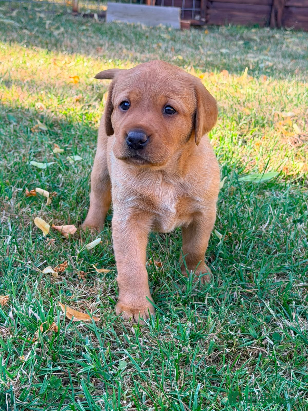 Labrador Retriever dogs Family puppies  - Advert 2