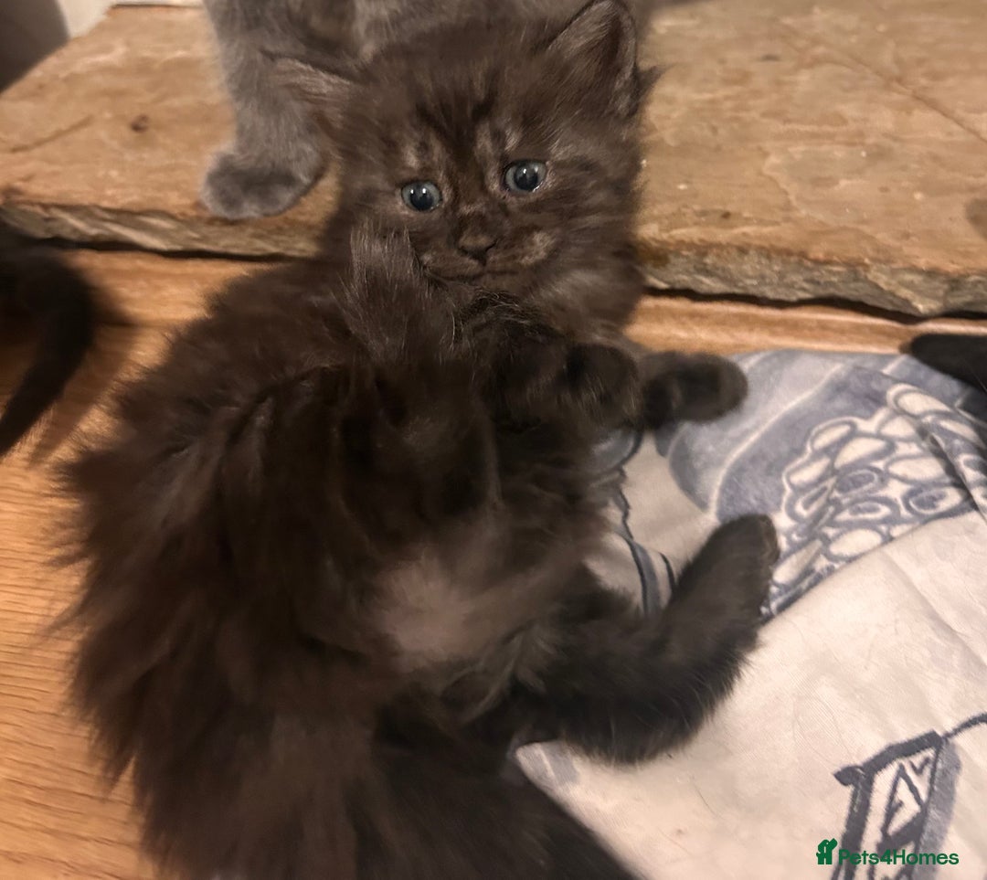Maine Coon cats for sale: Maine coon x BSH babies - Image 4