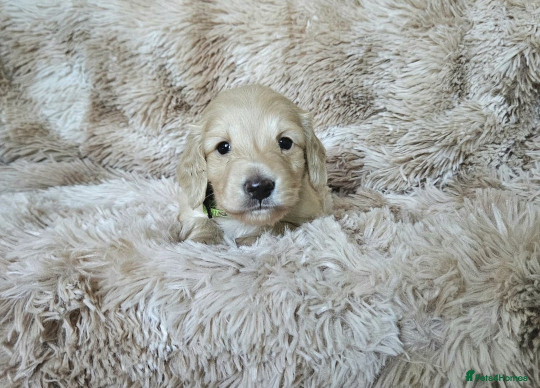 Miniature Dachshund dogs for sale: Beautiful long haired mini dachshunds - Advert 10