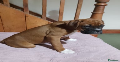 Boxer dogs - Advert 8