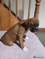 Boxer dogs - Advert 4