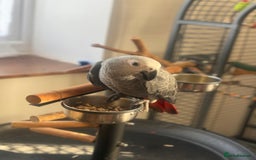 Parrots birds for sale: 12w Hand reared Congo African grey parrot babies  - Advert 5