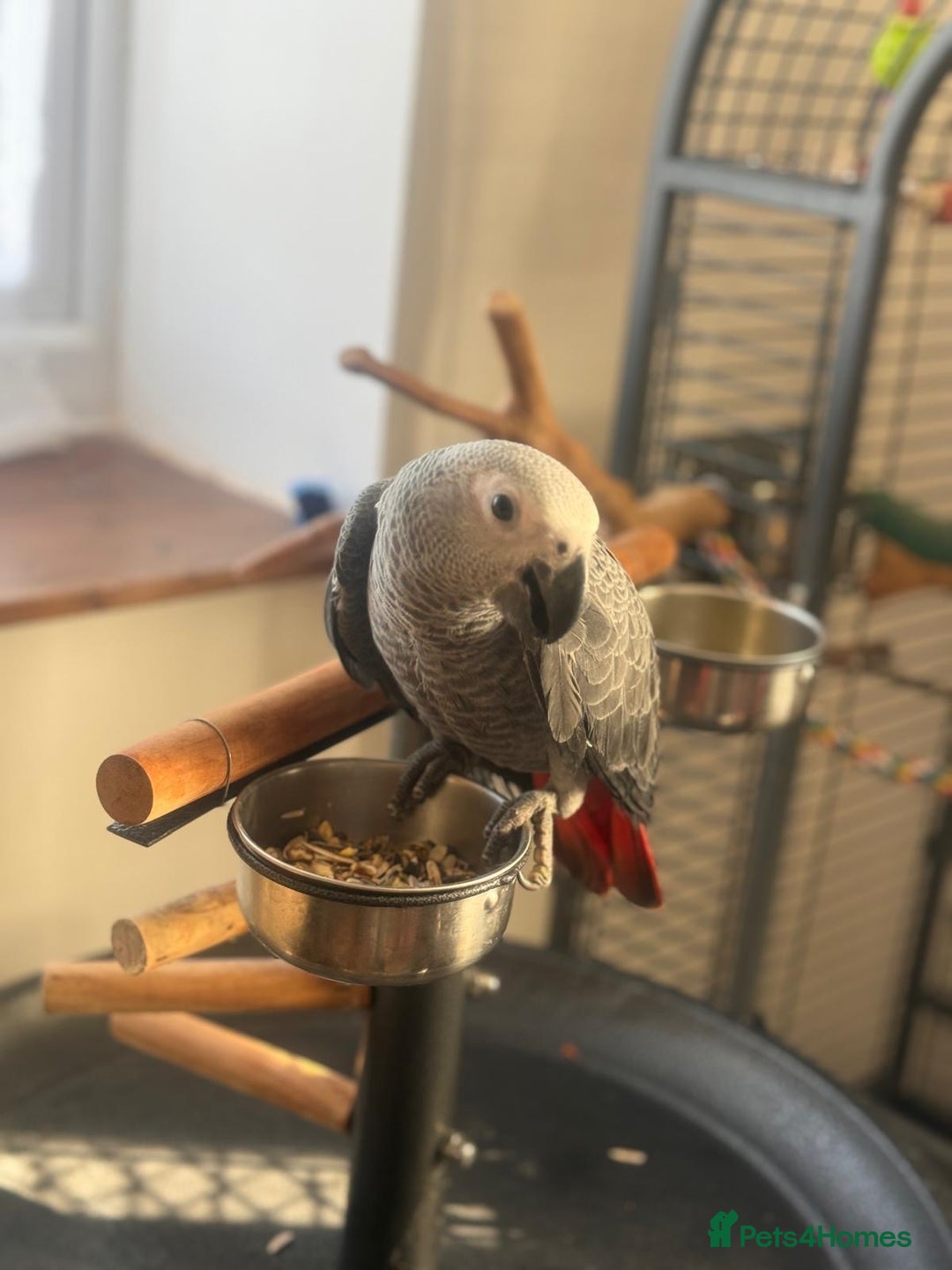 Parrots birds for sale: 12w Hand reared Congo African grey parrot babies  - Advert 5